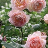 Kada saditi ruže u jesen